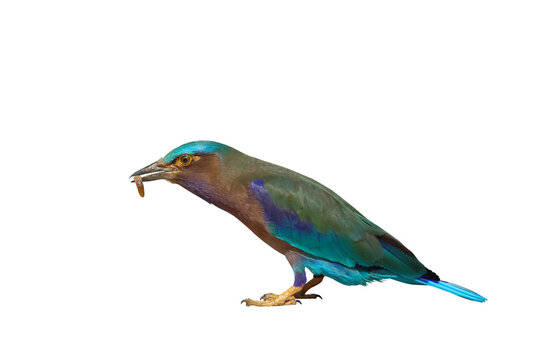 Indian Roller bird standing and eating a worm on transparent background png file