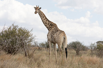 A photo of giraffe