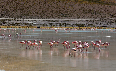 A photo of flamingo birds in lagoon