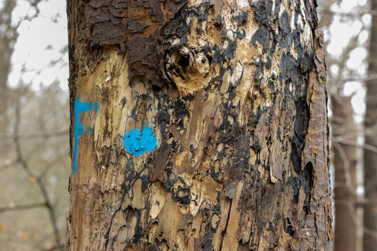 With blue paint marked old rotten sick dead pinetree with beetleholes and black mold