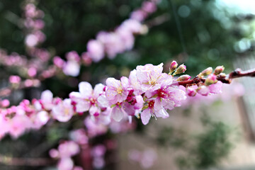 水滴と桜