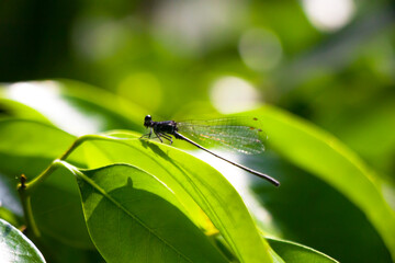 A closeup shot of a dragonfly on the plant