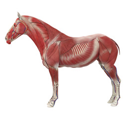 Horse Anatomy Muscular System - 766247219