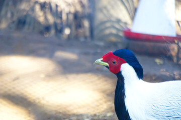 A close shot of a Silver Pheasant