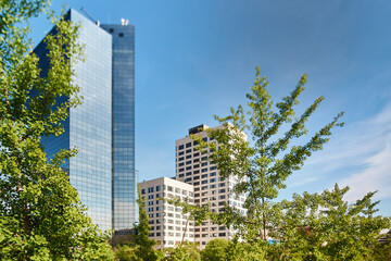 Skyscrapers seen through the green branches of a city tree with the building on the left out of focus.