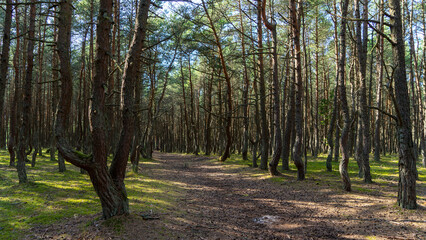 Fabulous dancing forest on green moss illuminated by rays of sunlight on the Curonian Spit, Kaliningrad region, Russia. Trunks of pine trees covered with moss in the forest or woods near of Baltic Sea