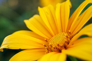 Close-up pollen of a beautiful Mexican Sunflower (Tithonia diversifolia)