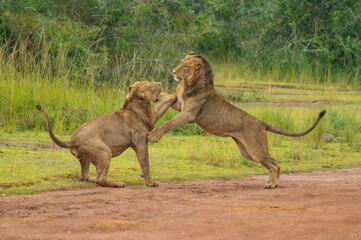 Spielende L&ouml;wen im Akagera Nationalpark in Ruanda, Afrika