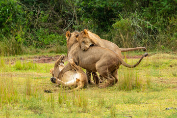 Spielende Löwen Familie im Akagera Nationalpark in Ruanda, Afrika