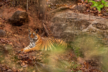 wild bengal female tiger or panthera tigris or tigress resting on rocks in evening jungle game safari drive in hot summer season at bandhavgarh national park forest reserve madhya pradesh india asia