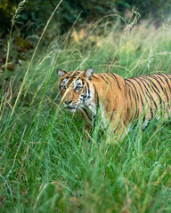 Indian wild female bengal tiger or tigress or panthera tigris camouflage in natural green grass in winter season safari at ranthambore national park forest reserve sawai madhopur rajasthan india asia - 766252851