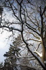 Snow on oak branches. Winter in the forest. Snowy forest.