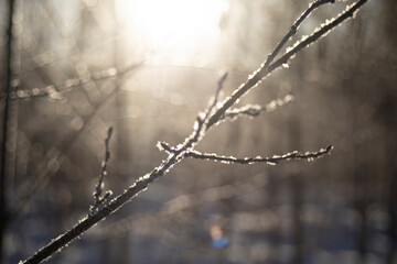 Dawn in winter. The sun rises in the forest. Morning light in a snowy field.