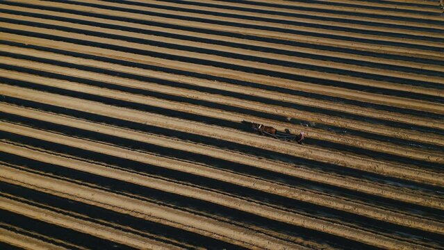 Aerial view of a man working the field with his horse. High quality 4k footage