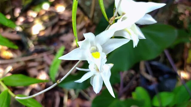 Close up, Nature footage, Beautiful flower of Dendrobium crumenatum Orchid.