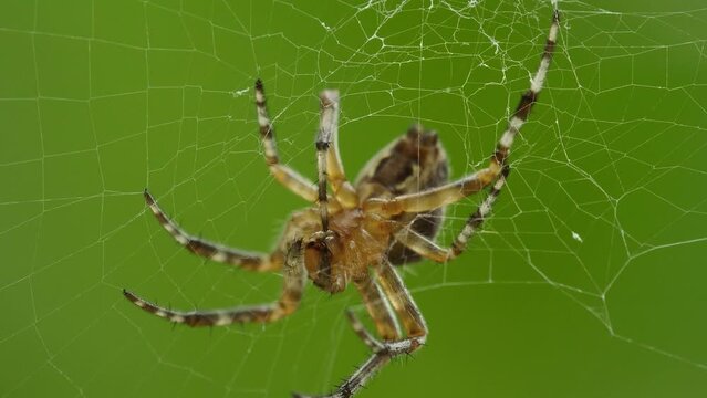 A beautiful orange spider on a web moves its legs around