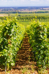 Fototapeta na wymiar Green vineyards. Pommard wine region, France