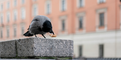 Crow perched on stone ledge pecking at piece of bread with soft-focused urban building background....