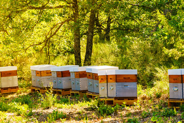 Bee hives in green forest.