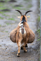Trächtige Ziege mir großem dicken Bauch von Hinten