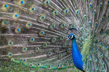 Obraz premium Closeup Image of a peacock dancing with its open feathers