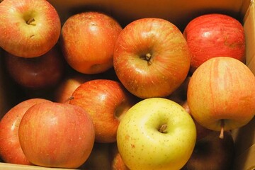 段ボール箱一杯赤く染まった新鮮なのリンゴ