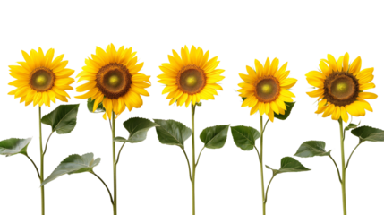 Sunflowers, isolated on transparent background, Generative AI