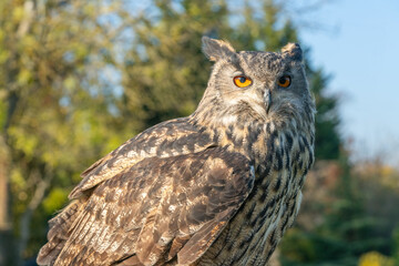 Large eagle owl posing for a high res pictures