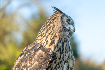 Large eagle owl posing for a high res pictures