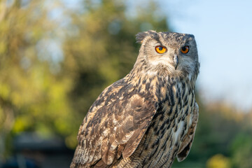 Large eagle owl posing for a high res pictures