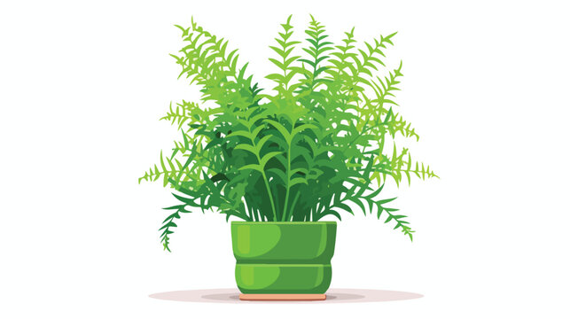 Asparagus Fern in Pot Flat vector isolated on white b