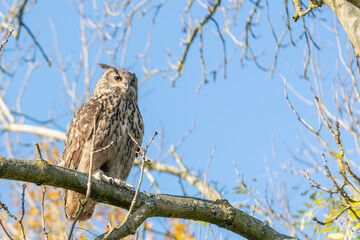 Large eagle owl posing for a high res pictures