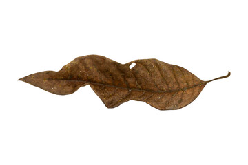 Fototapeta premium Tropical dry leaves set isolated on white.