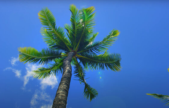 palm tree on blue sky background, Coconut palm tree with blue sky background. Summer background.