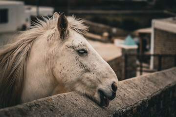 White Horse Peeking over a Stone Wall