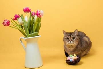 Easter card with flowers, eggs in the nest and British cat on a yellow background
