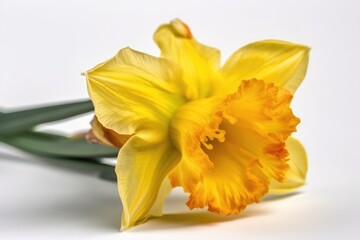 Daffodil yellow flower isolated against a white background. Close view.