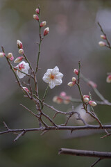 東京赤坂にある氷川神社の1月早咲き梅