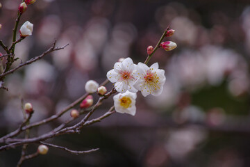 東京赤坂にある氷川神社の1月早咲き梅