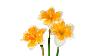 Three beautiful yellow and white daffodils close-up isolated. Greeting card. Copy space