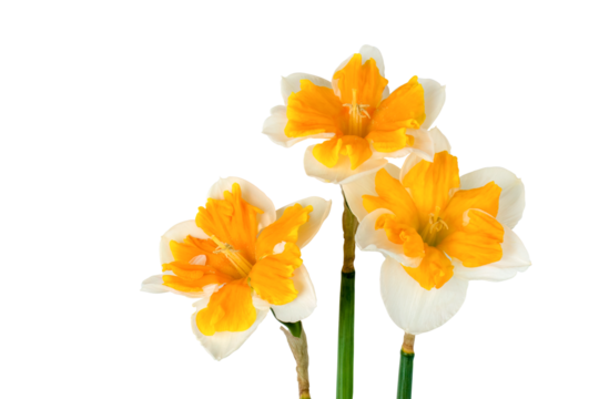 Three beautiful yellow and white daffodils close-up isolated. Greeting card. Copy space