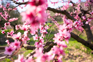 Beautiful spring blossom, cherry trees with flowers