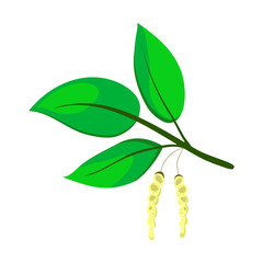 Birch tree branch with green bright foliage and buds. Birch branch with spring young leaves and flowering catkins. Flat cartoon style. Hand drawn vector illustration.