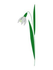 Spring snowdrop flower. Blooming primrose with delicate white flowers on a stem with green leaves. Flat cartoon style. Hand drawn vector illustration on a white background for cards, print, banner.