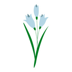 Blooming flower of delicate snowdrop, forest crocus primrose. First spring bloom of wildflowers. Hand drawn vector illustration in flat cartoon style.
