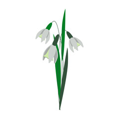 Forest primrose bush stem with green leaves. Delicate bouquet blooming snowdrop flowers. First spring flowering of field crocuses. Flat cartoon style. Hand drawn vector illustration white background.