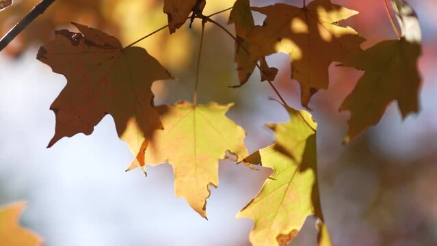Close-Up of Yellow and Brown Leaves. Vibrant yellow and brown leaves glisten in sunlight, capturing the essence of autumn's beauty and warmth in a close-up shot of nature's seasonal transformation
