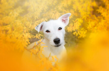 A spring portrait of a terrier in the golden age of overhang - Forsythia suspensa.