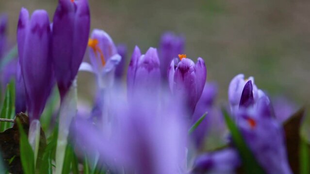 Violet crocus flowers in early 