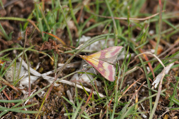 Pequeña polilla Pyrausta sanguinalis sobre hierba en el parque natural Sierra de Mariola, España